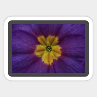 Purple Blue Primula Sticker